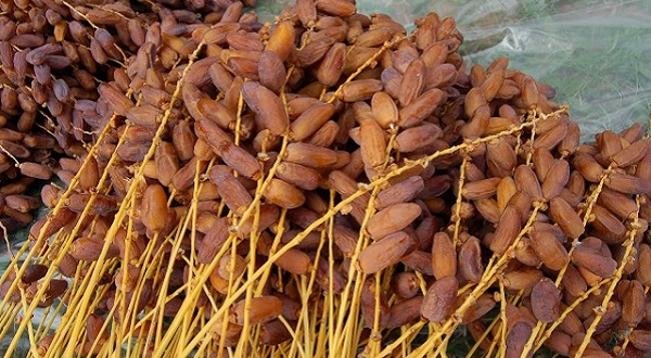 La Banque centrale lance un appel d’offres pour l’acquisition de dattes de la récolte 2025