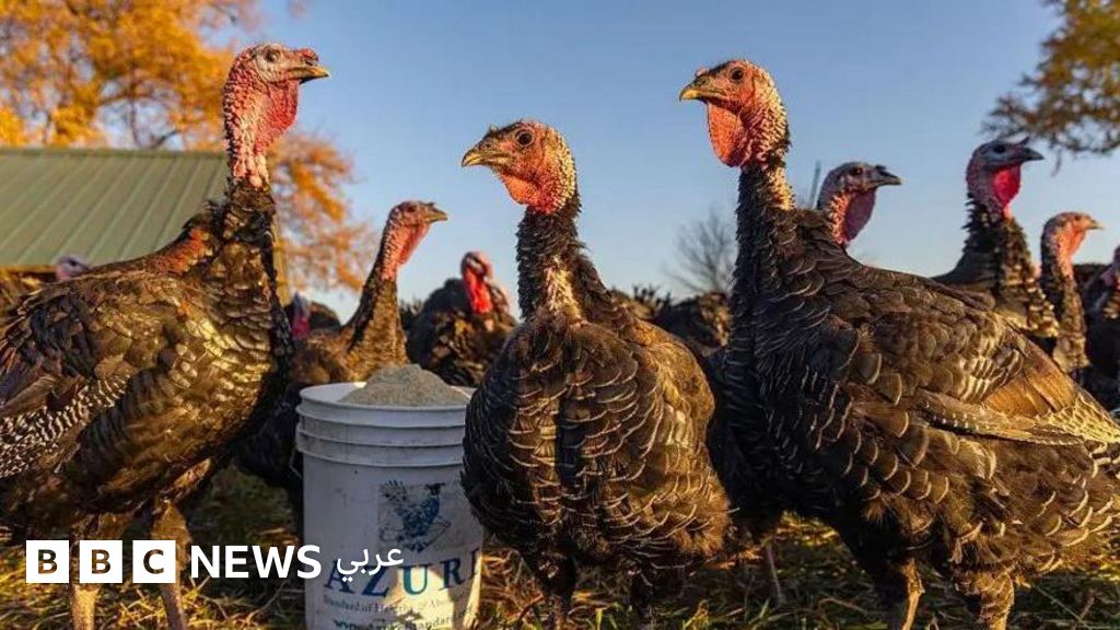 ما هو السيناريو المتوقع لانتشار عدوى انفلونزا الطيور بين البشر؟ سؤال يطرح نفسه بقوة مع تزايد المخاوف بشأن تحور الفيروس وقدرته على الانتقال بسهولة بين الناس. فما هي أبرز الاحتمالات المطروحة في حال تفشي هذا الوباء؟