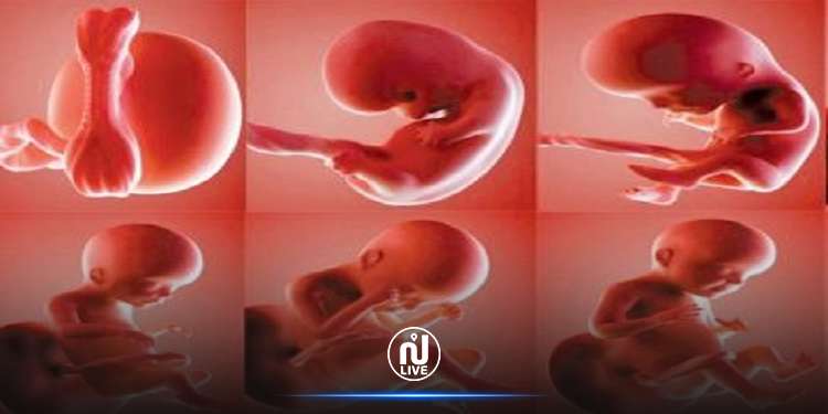 تخليق نموذج جنين بشري بلا بويضات أو حيوانات منوية